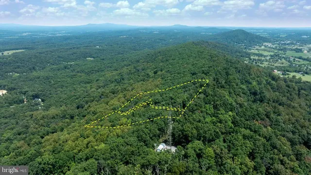 a view of a big yard with plants and large trees