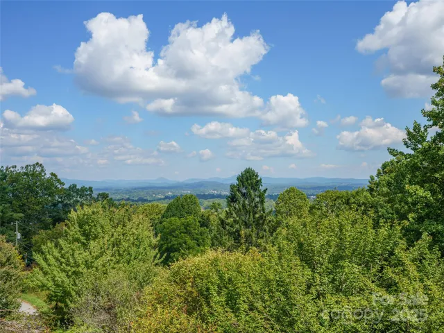 a close up of a bunch of trees