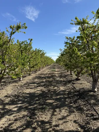 a view of a bunch of trees and bushes