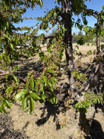 a picture of flowers