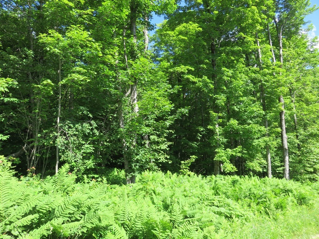 0 Jacobs Ladder Road Becket, MA 01223 - Photo 2 of 5 Gallery Image 2