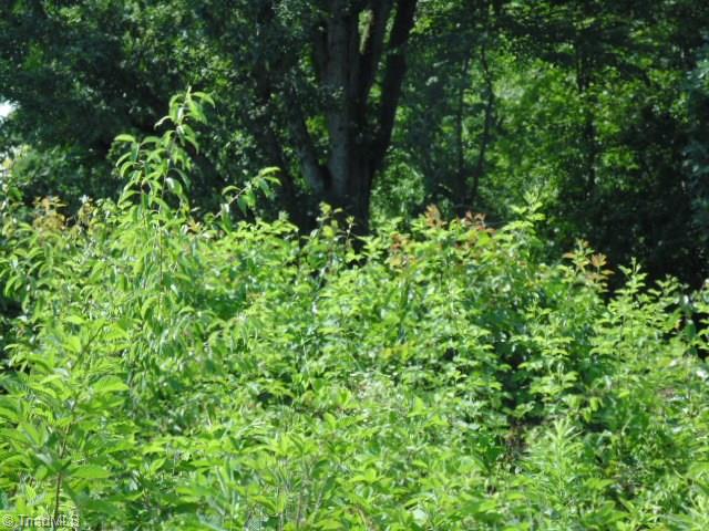 0 Chilton Road Ararat, NC 27007 - Photo 5 of 6 Gallery Image 5