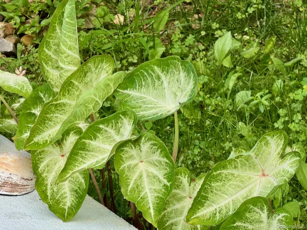 a view of a swimming pool with a yard