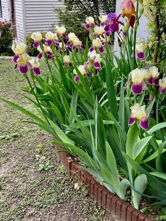 a view of a flower in a garden