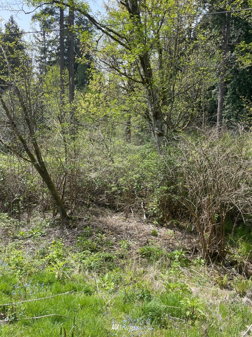 23232 53rd Avenue Southeast Bothell, WA 98021 - Photo 4 of 10 a view of a yard with plants and large trees