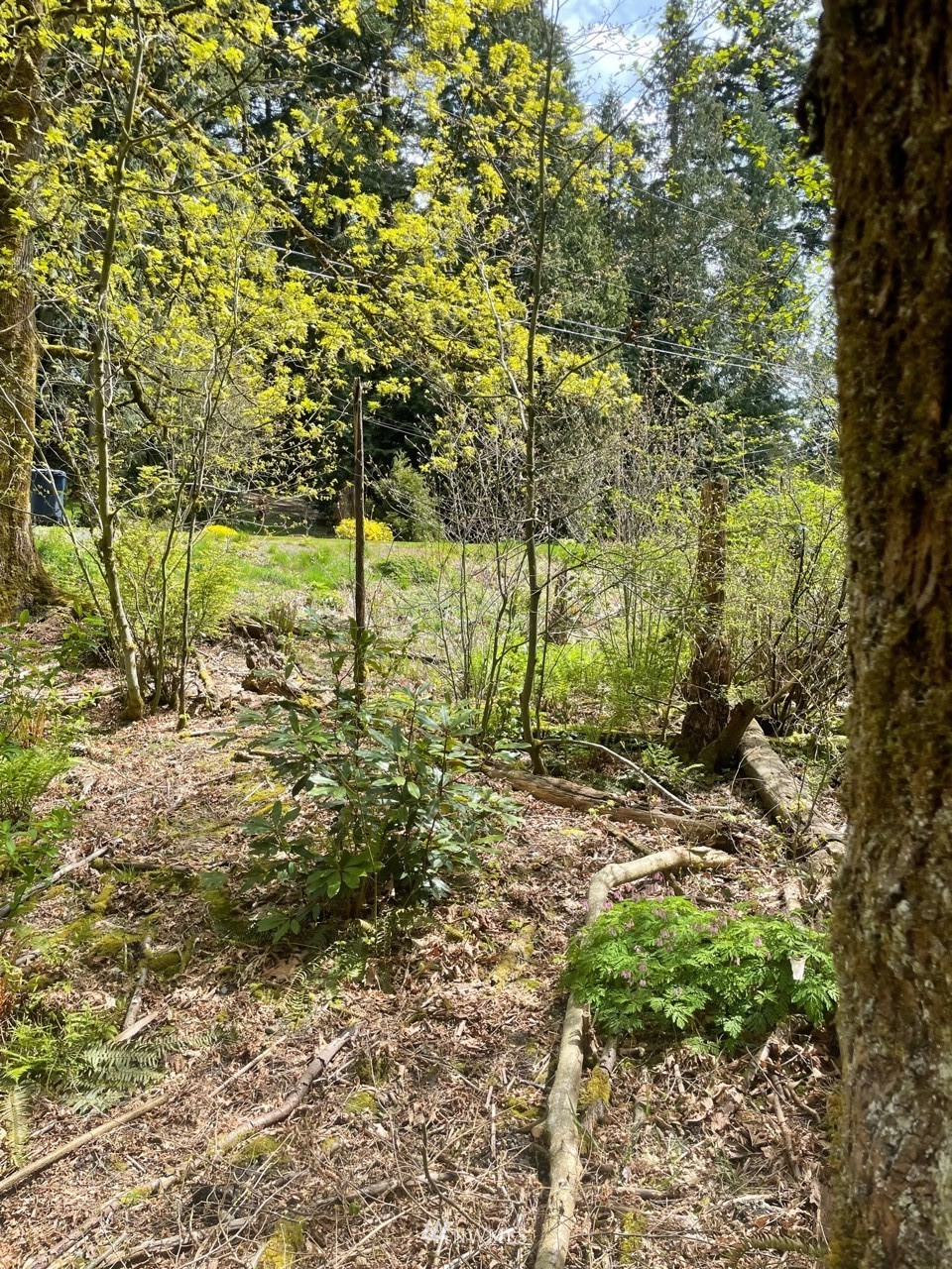 23232 53rd Avenue Southeast Bothell, WA 98021 - Photo 6 of 10 a view of a yard with plants