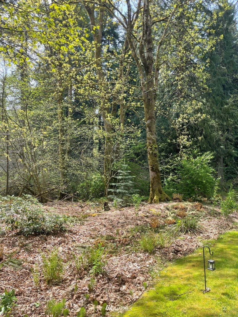 23232 53rd Avenue Southeast Bothell, WA 98021 - Photo 7 of 10 a view of a yard with an trees