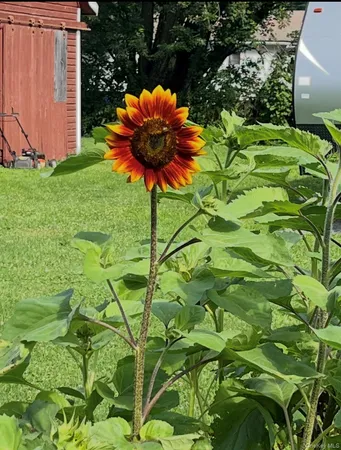 a view of a flower