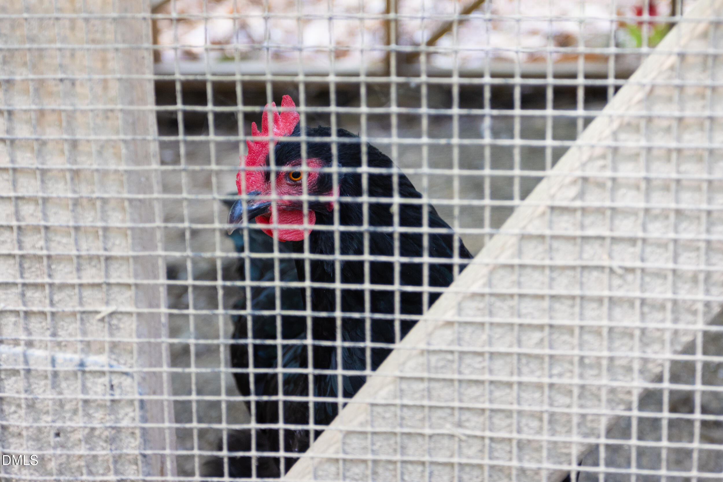 3409 Pickett Road Durham, NC 27705 - Photo 50 of 53 3409_Pickett_MLS-15