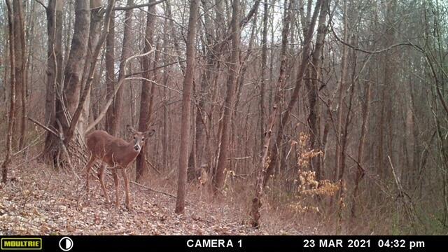 57640 St John Road Quaker City, OH 43773 - Photo 13 of 51 Deer-5
