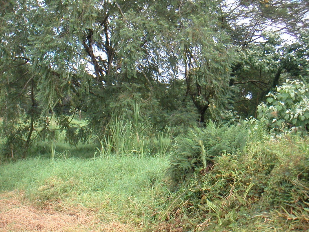 a view of a lush green forest with lots of trees