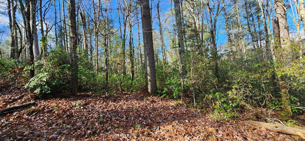 3-lots Ridgecrest Drive Blue Ridge, GA 30513 - Photo 11 of 17 a view of lots of trees