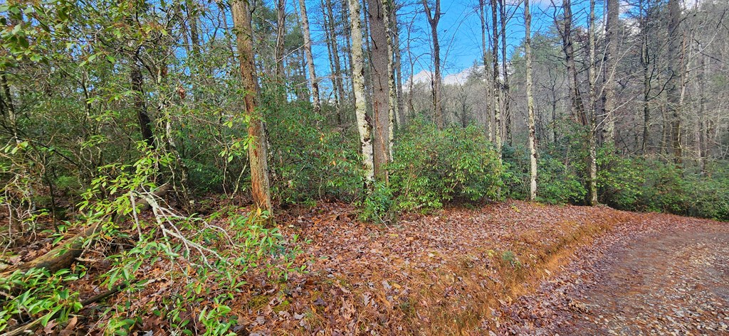 3-lots Ridgecrest Drive Blue Ridge, GA 30513 - Photo 14 of 17 a view of a forest with trees