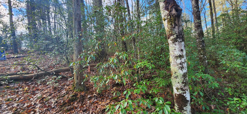 3-lots Ridgecrest Drive Blue Ridge, GA 30513 - Photo 15 of 17 a view of a lush green forest