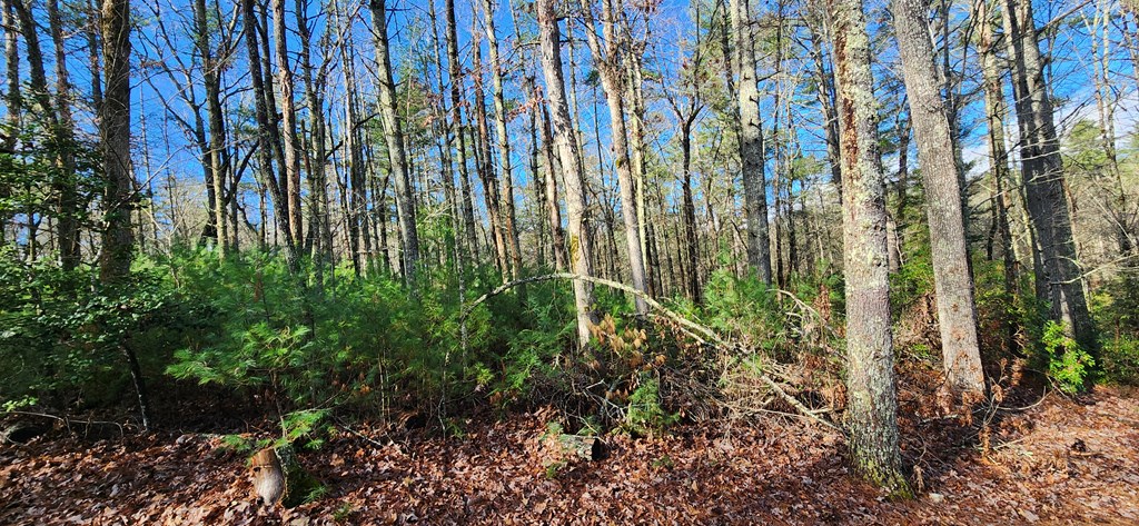 3-lots Ridgecrest Drive Blue Ridge, GA 30513 - Photo 8 of 17 a close up of a plant in a garden