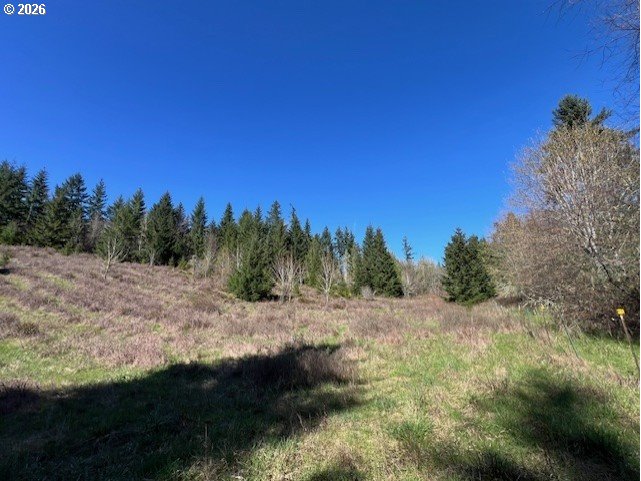 13707 Northwest Bishop Road Hillsboro, OR 97124 - Photo 31 of 45 a view of a yard with a tree