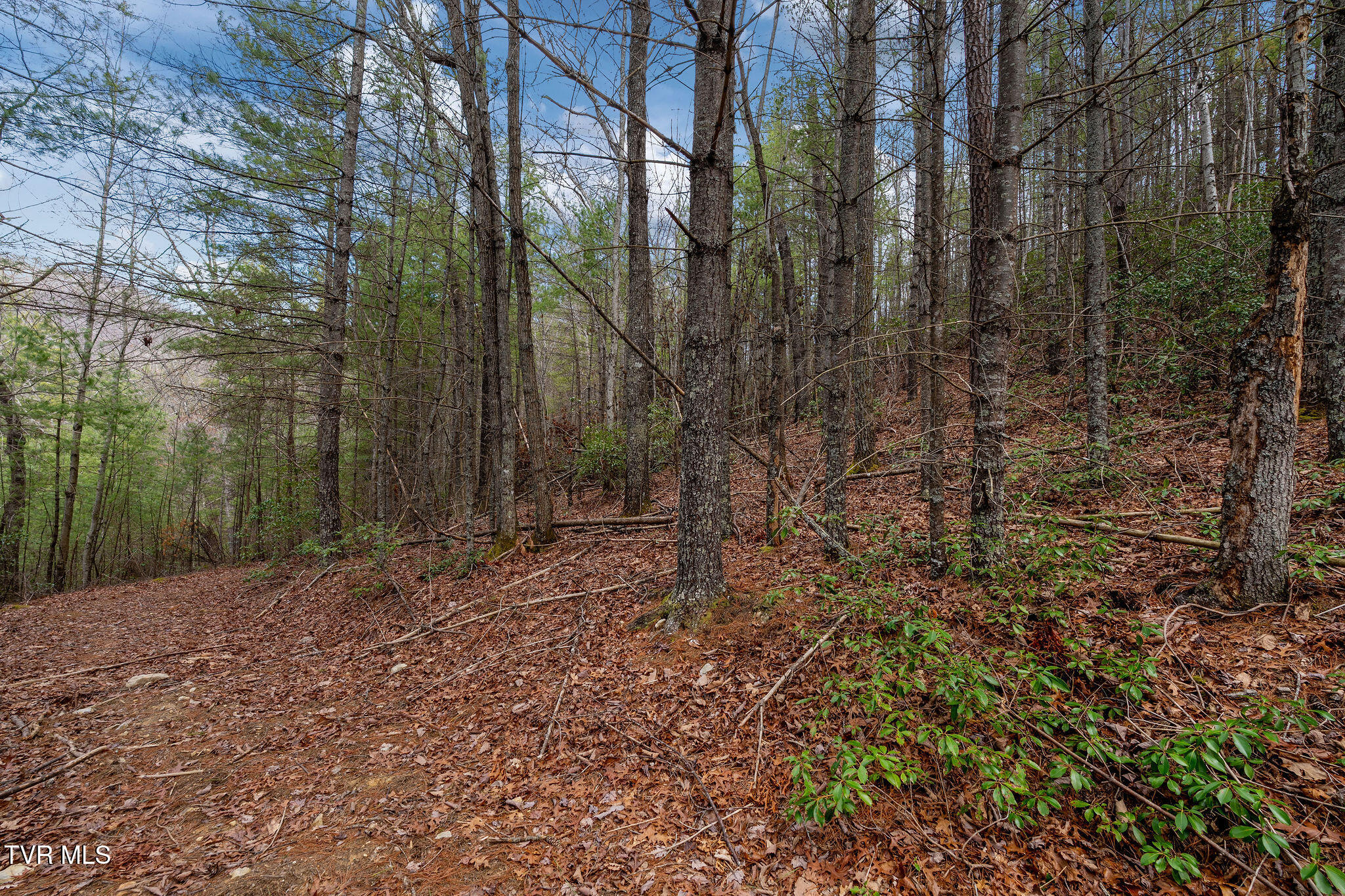 Lot 3 Ray Kegley Road, Unit 3 Erwin, TN 37650 - Photo 16 of 23 DSC07429