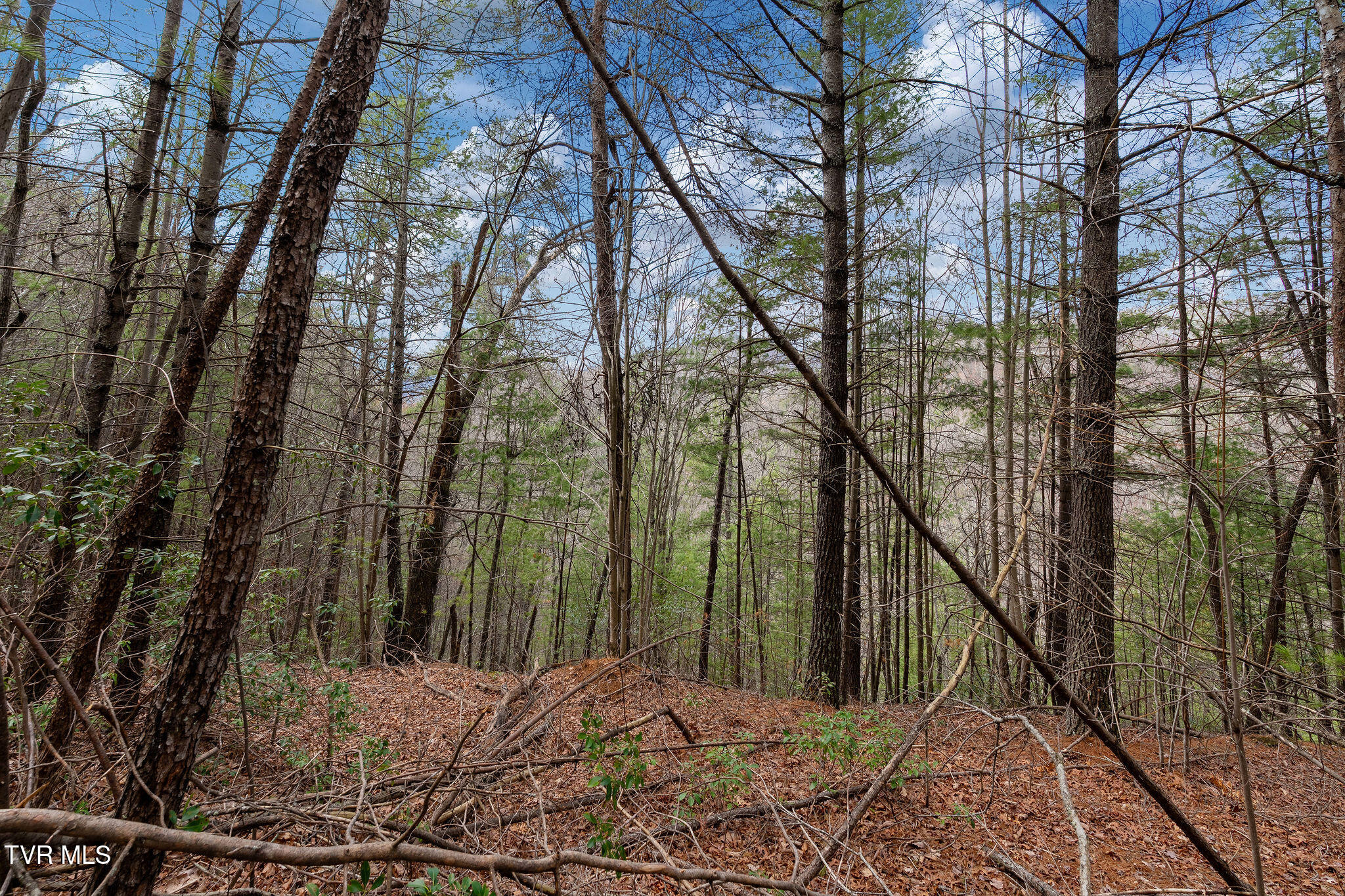 Lot 3 Ray Kegley Road, Unit 3 Erwin, TN 37650 - Photo 17 of 23 DSC07430