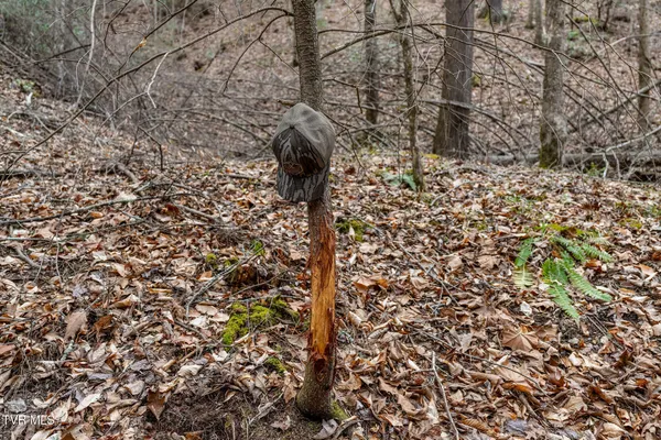 $89,400 | Lot 3 Ray Kegley Road, Unit 3, Erwin, TN 37650