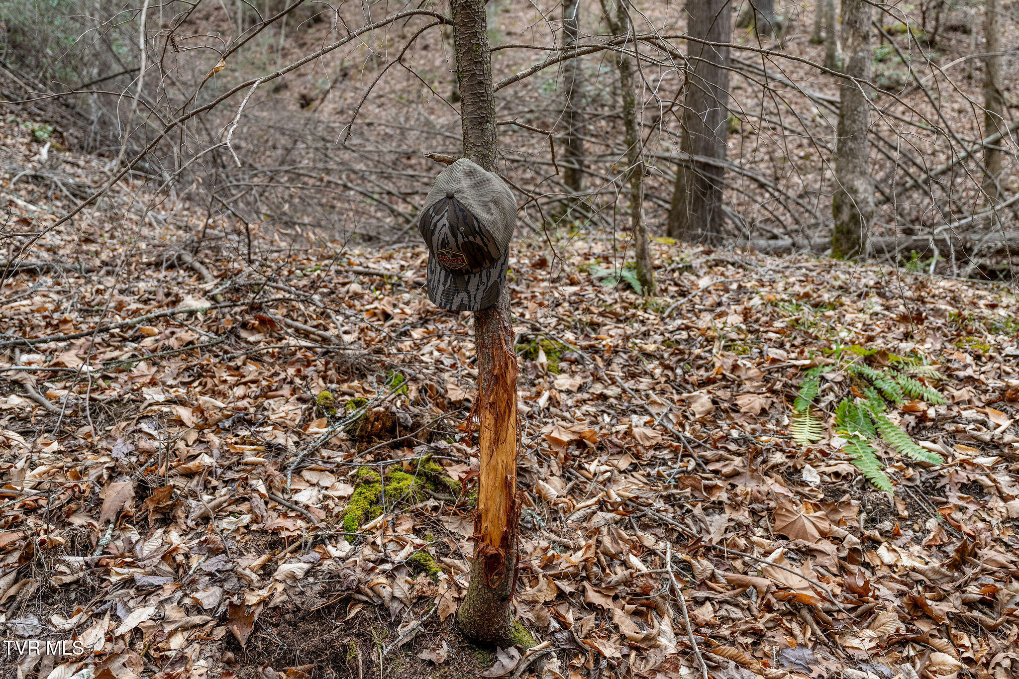 Lot 3 Ray Kegley Road, Unit 3 Erwin, TN 37650 - Photo 22 of 23 DSC07436