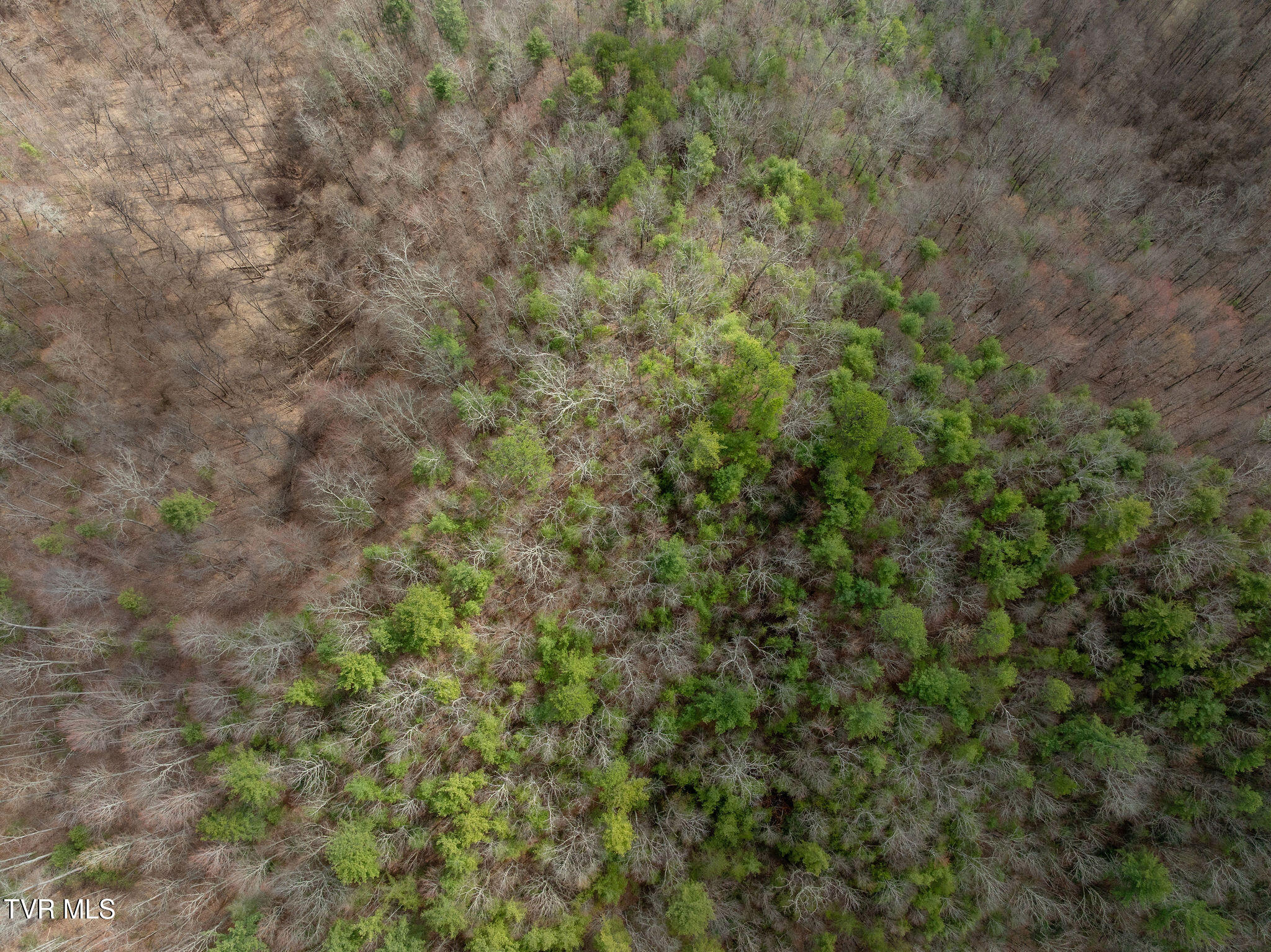 Lot 3 Ray Kegley Road, Unit 3 Erwin, TN 37650 - Photo 8 of 23 DJI_0284