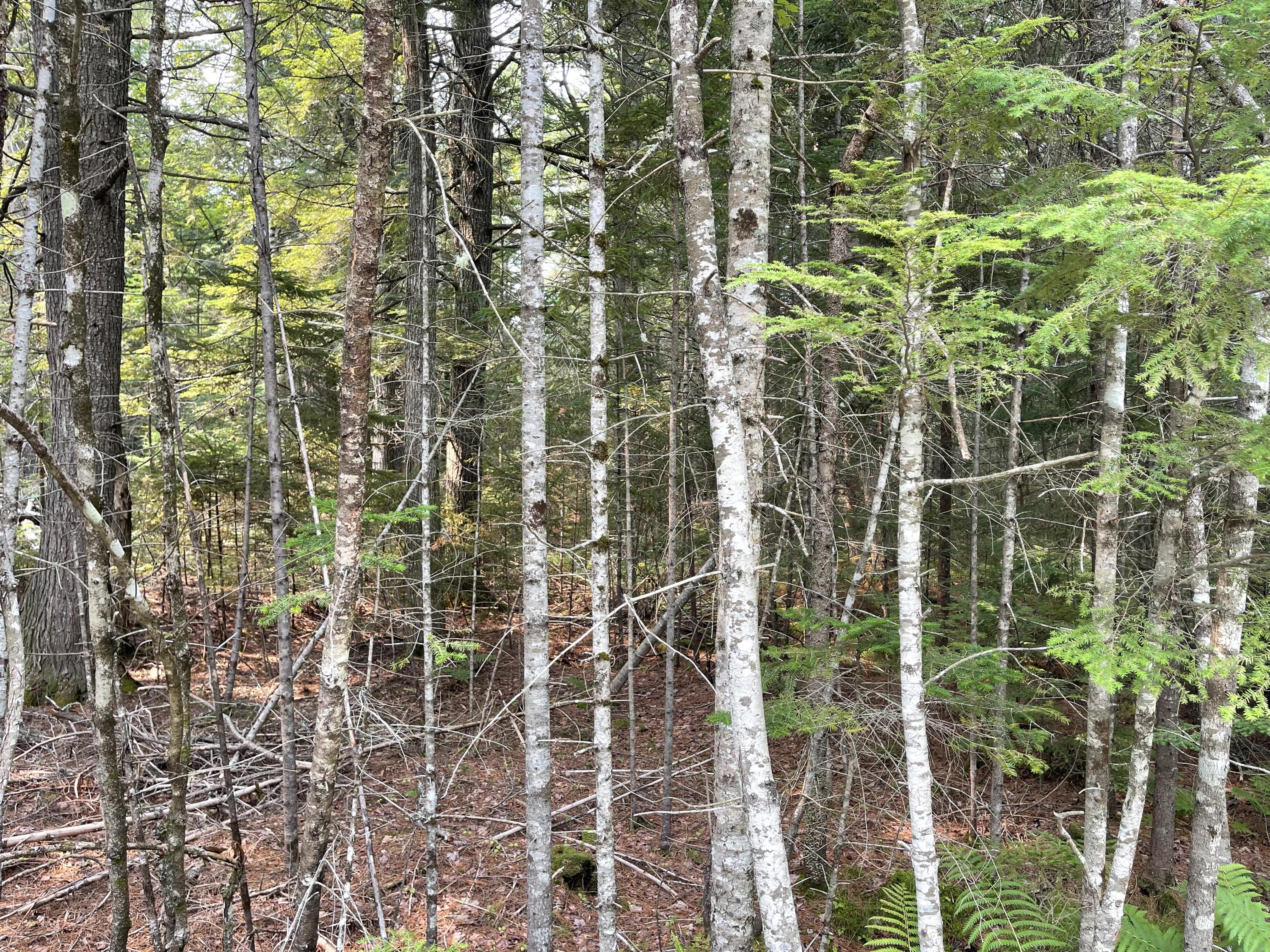 Mapu1-lot5 Silsby Road Ellsworth, ME 04605 - Photo 15 of 17 IMG_1207