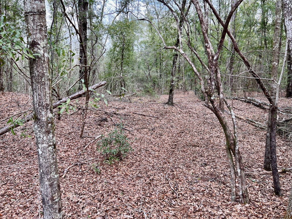 16.8-ac Mound Road Black, AL 36314 - Photo 9 of 17