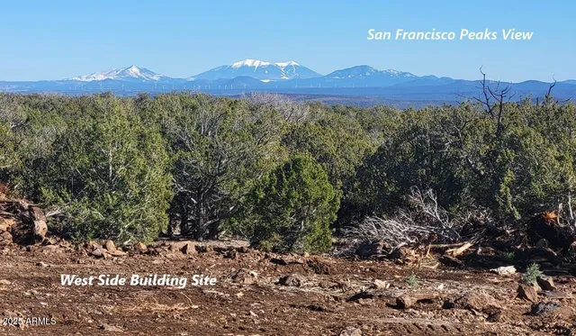 a view of a forest with a mountain in the background