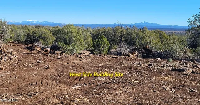 a view of a dry yard with trees