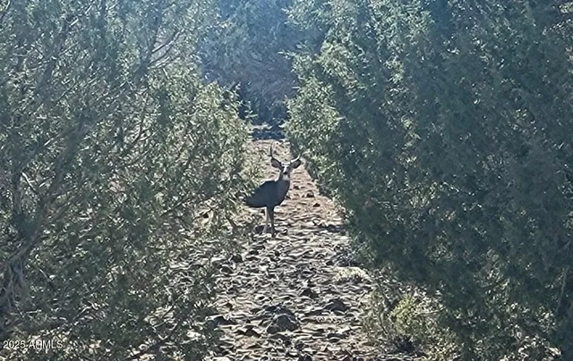 a view of outdoor space with garden