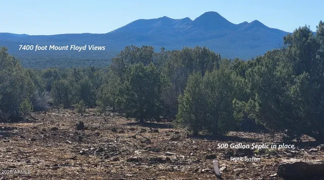 a view of a large with large tree