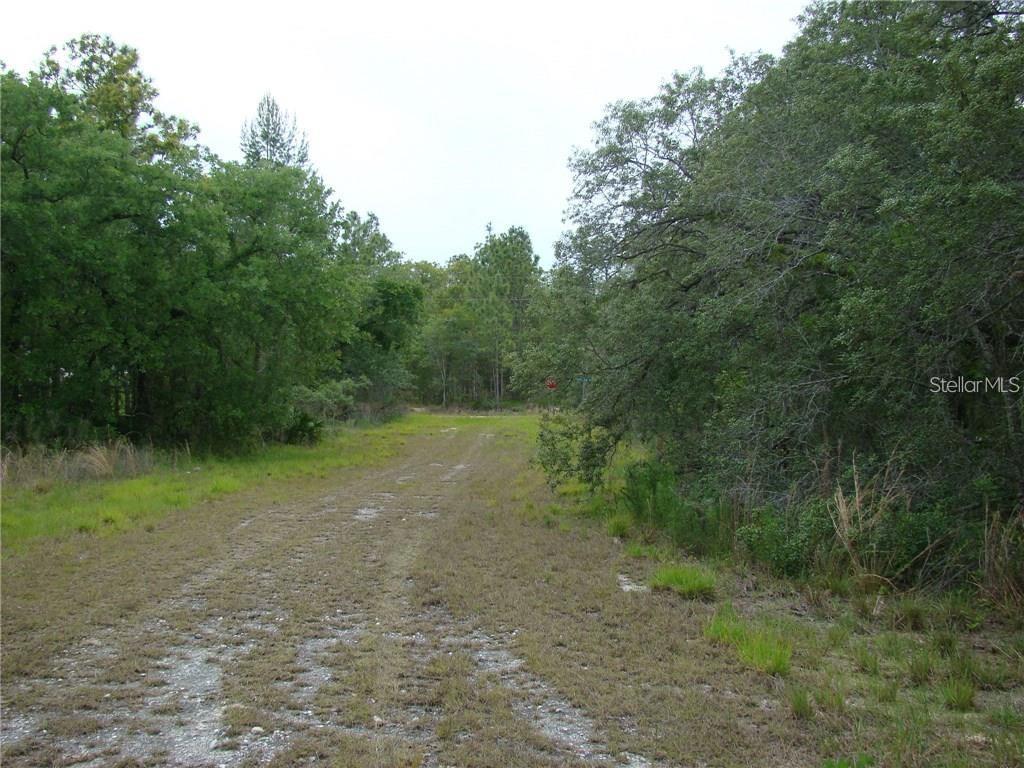 0 Goliath Court Weeki Wachee, FL 34614 - Photo 4 of 4 a view of a forest with trees in the background