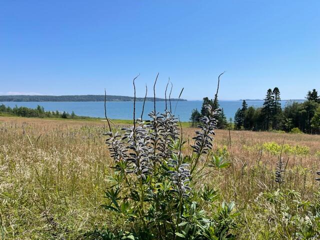 6-1 Ridge Road Cutler, ME 04626 - Photo 4 of 48 IMG_5596