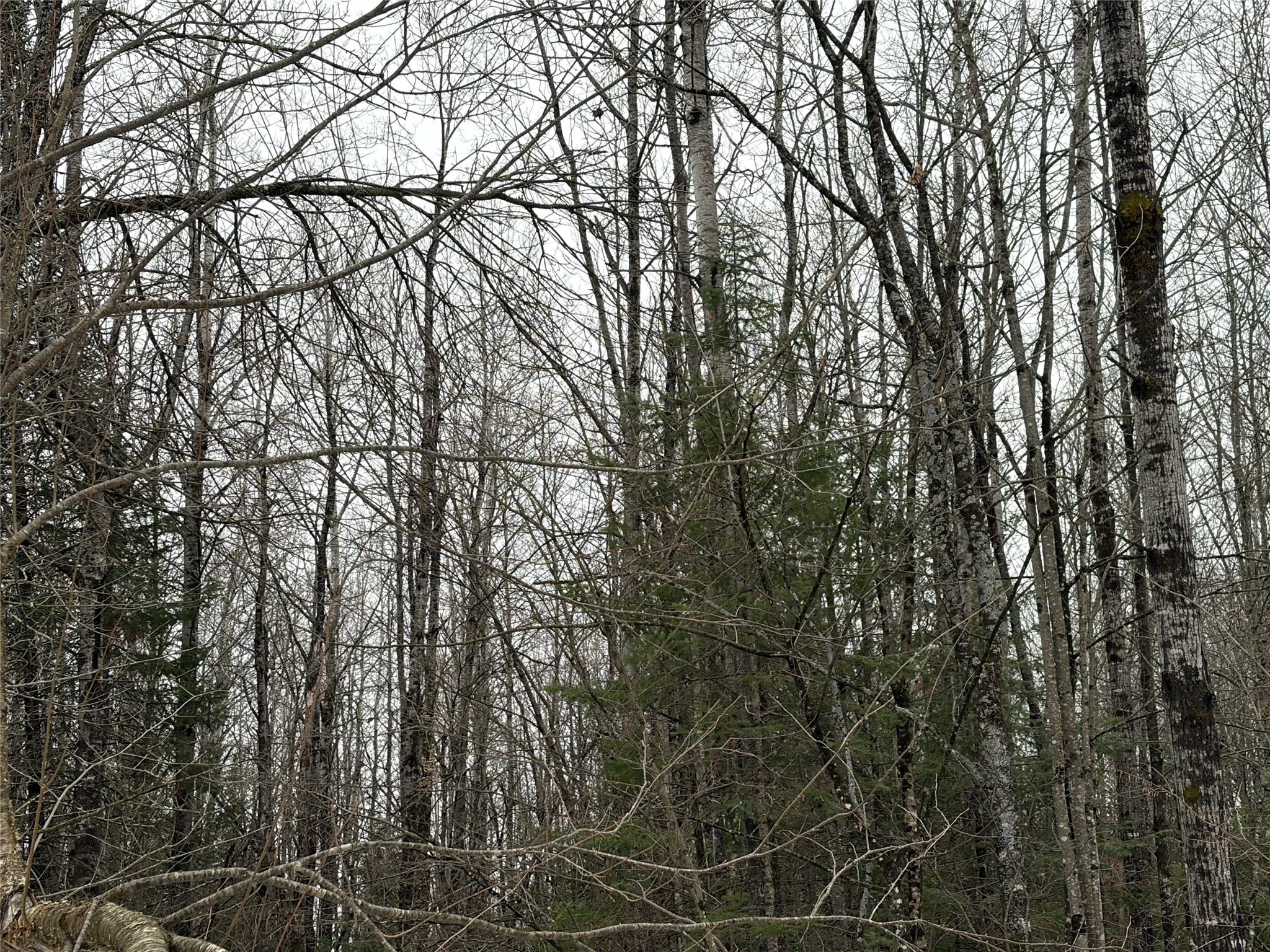 On North Hoffer Road Couderay, WI 54828 - Photo 3 of 6