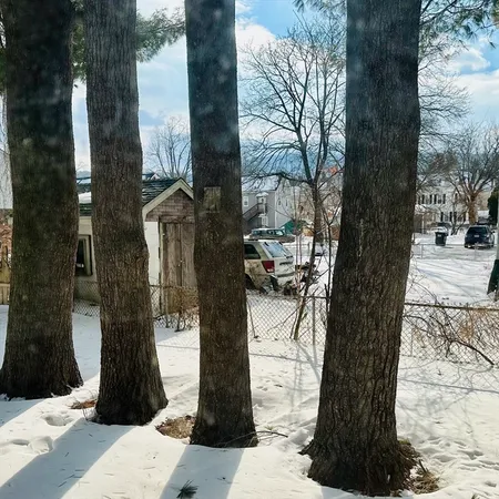 a street view with large trees