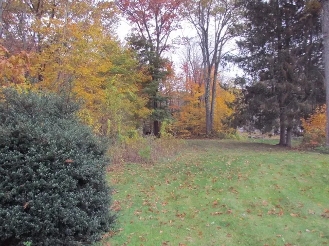 a view of yard with trees