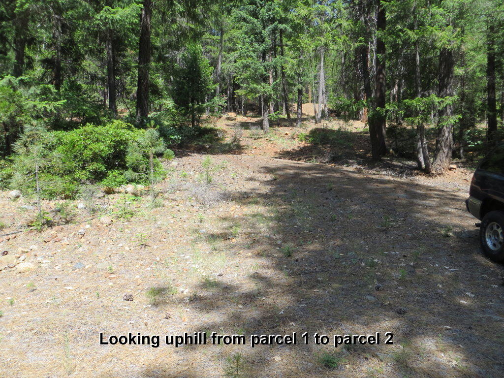 Derrick Flat Road Trinity Center, CA 96091 - Photo 8 of 21 a view of a yard with plants and trees