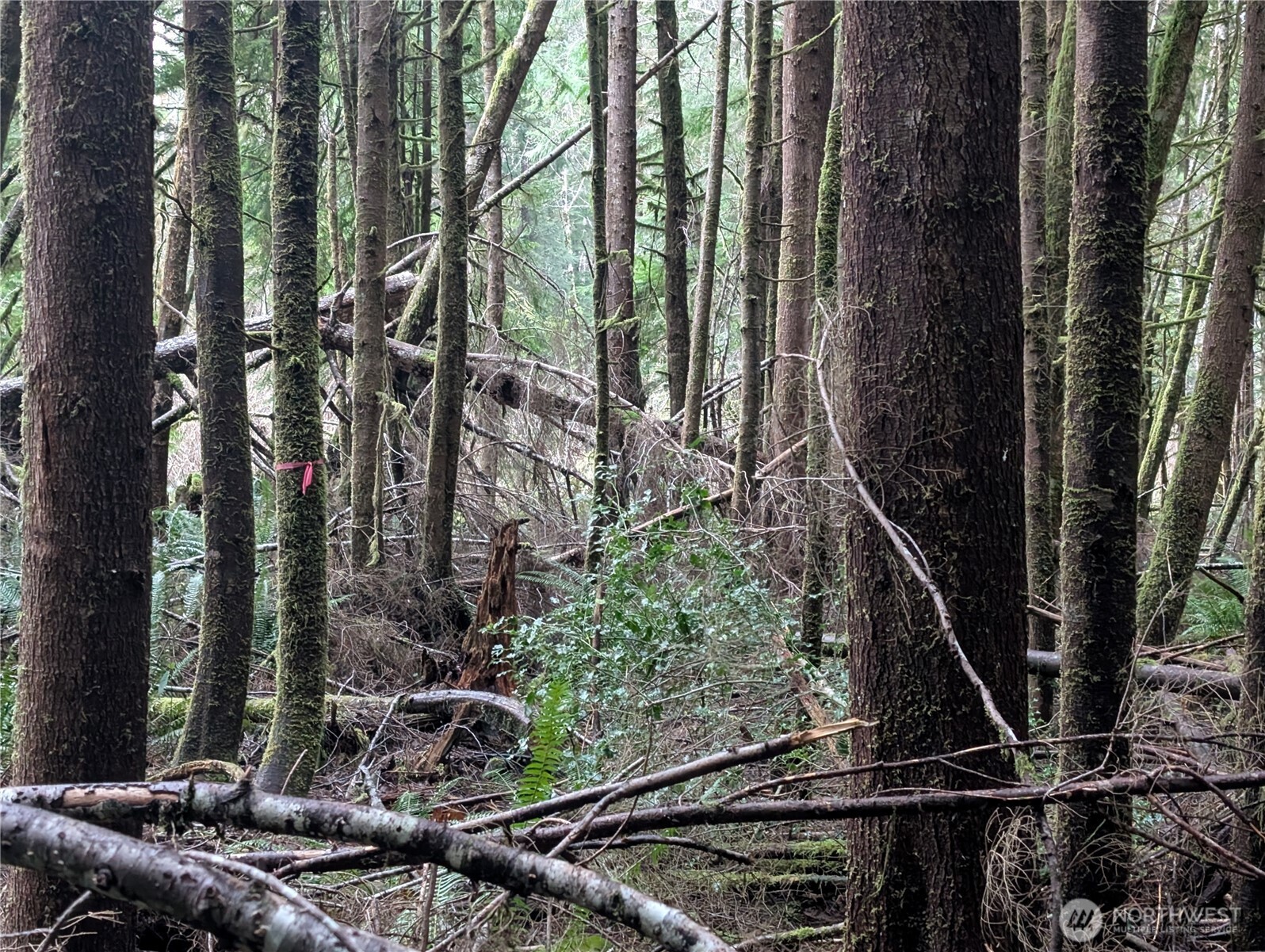 9991 Quillayute Road Forks, WA 98331 - Photo 13 of 40