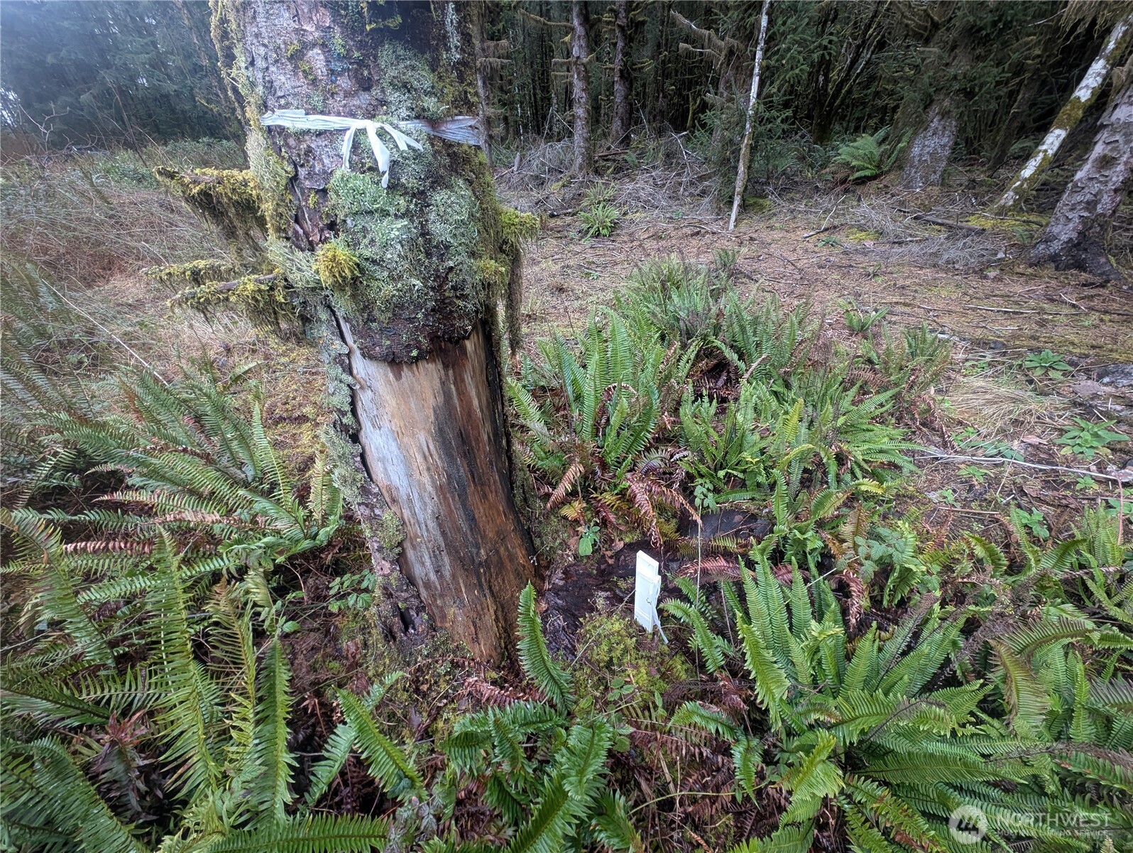 9991 Quillayute Road Forks, WA 98331 - Photo 4 of 40