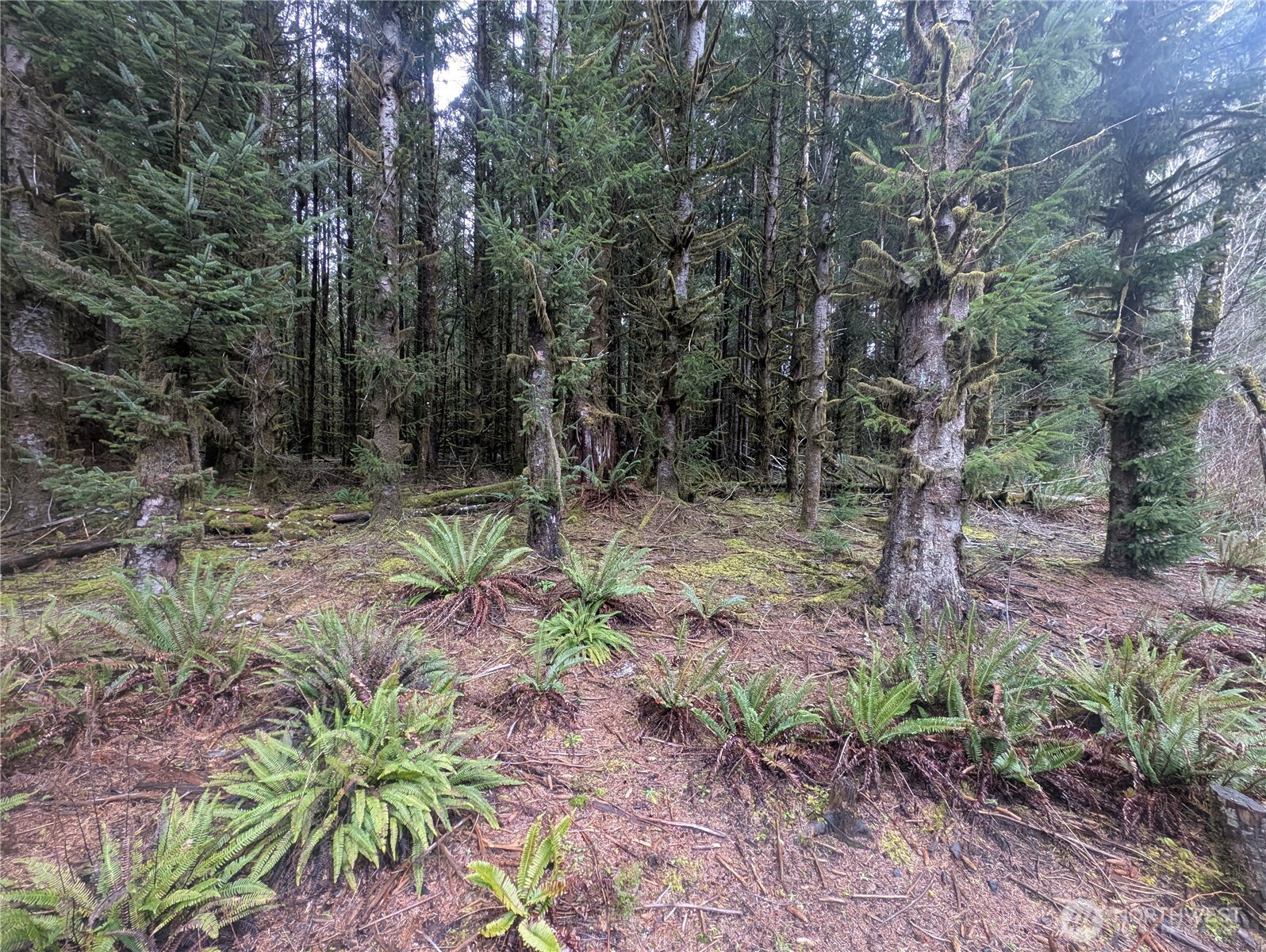 9991 Quillayute Road Forks, WA 98331 - Photo 5 of 40