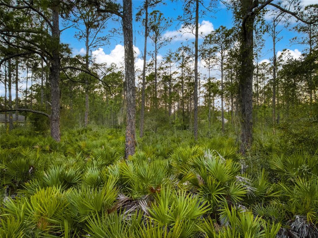 5817 Wolf Lake Road Sebring, FL 33875 - Photo 11 of 20