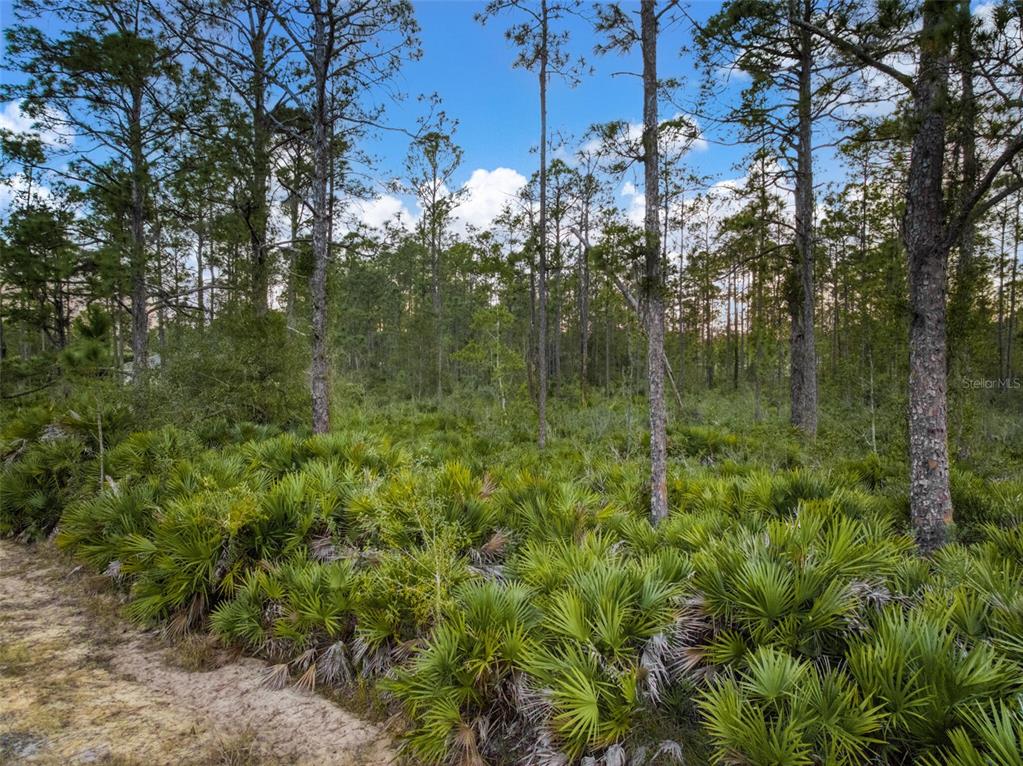 5817 Wolf Lake Road Sebring, FL 33875 - Photo 9 of 20 a view of a garden