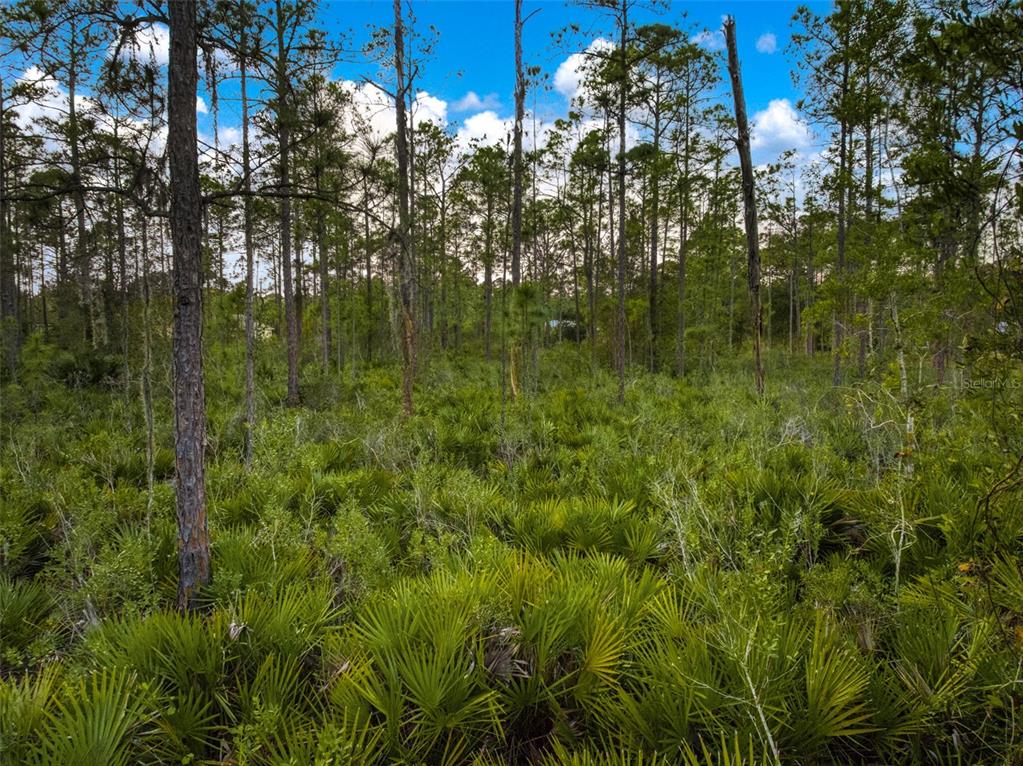 5817 Wolf Lake Road Sebring, FL 33875 - Photo 10 of 20 a view of a garden