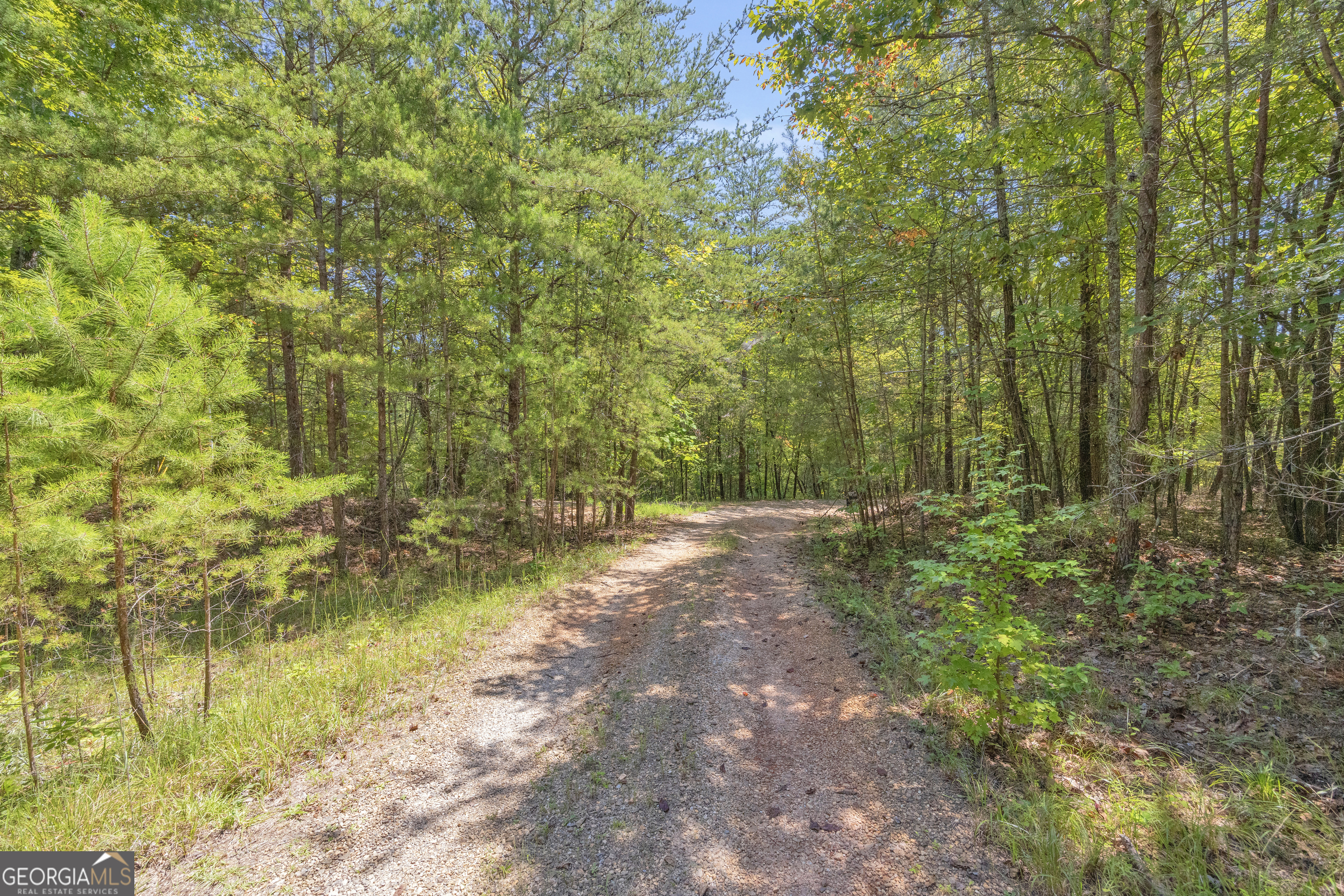 807 Satterfield Road Cleveland, GA 30528 - Photo 86 of 99 a view of a yard with plants and large trees