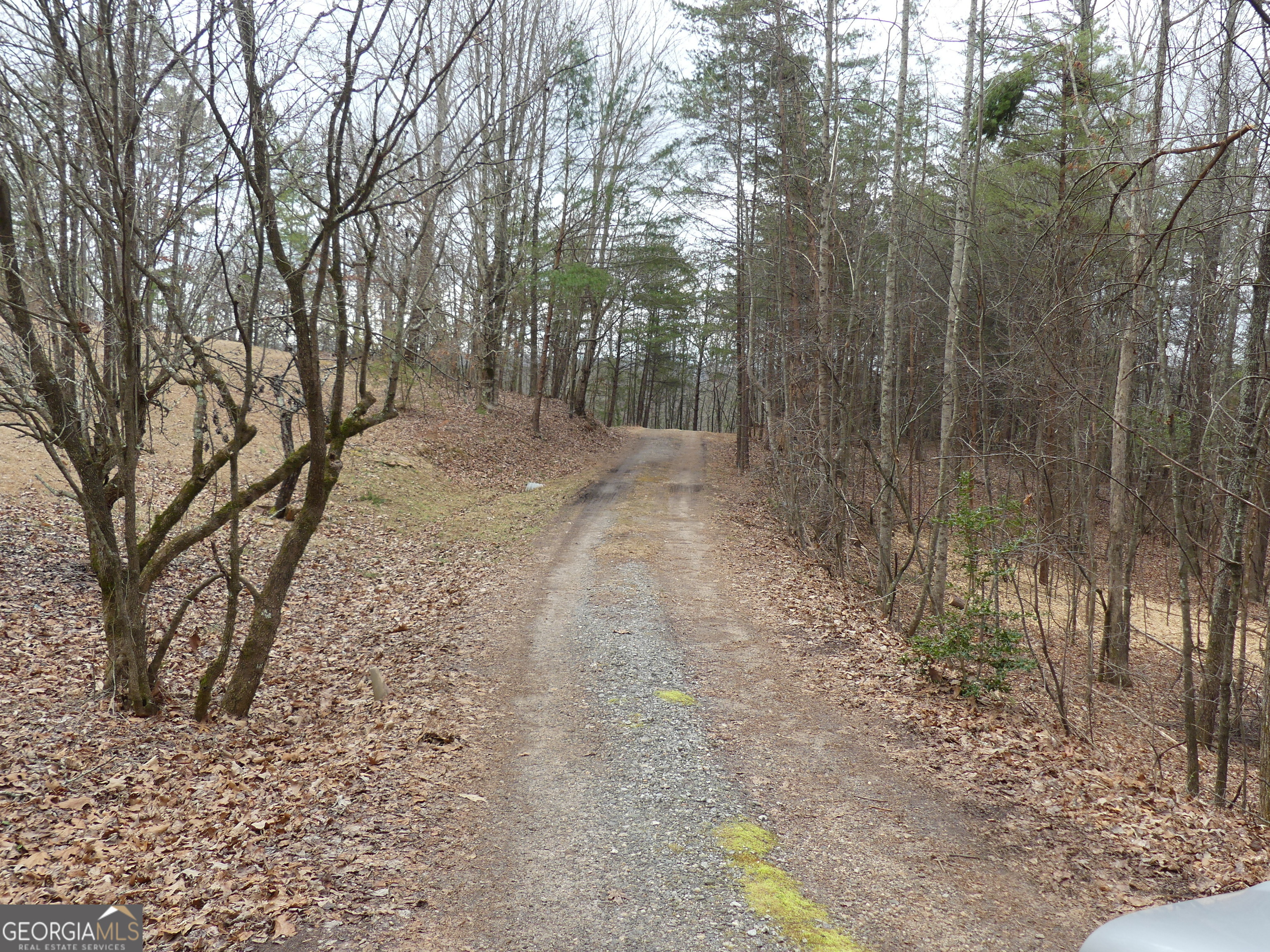 807 Satterfield Road Cleveland, GA 30528 - Photo 93 of 99 a view of a forest filled with trees