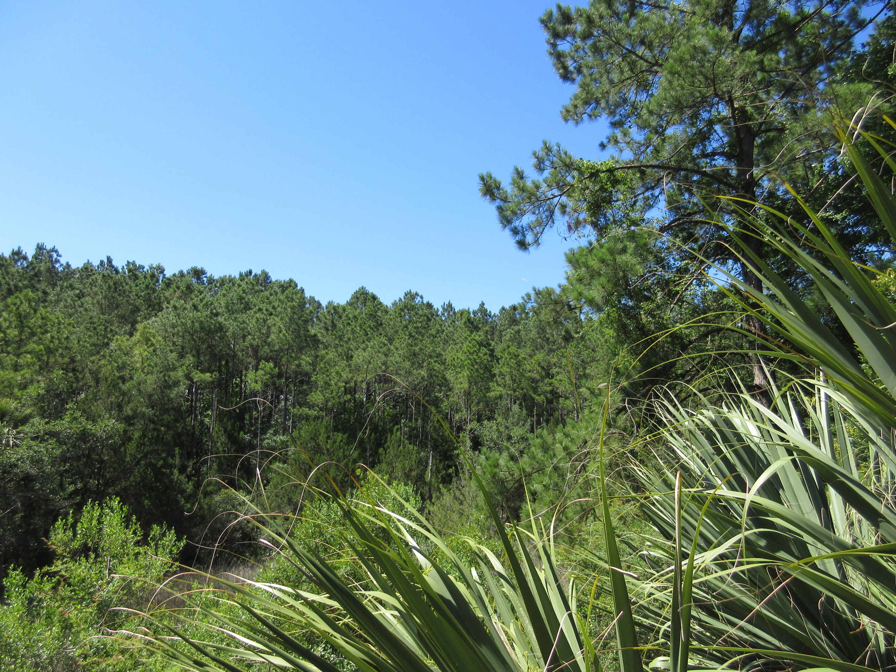10011 South Carolina Road McClellanville, SC 29458 - Photo 23 of 45 IMG_1018