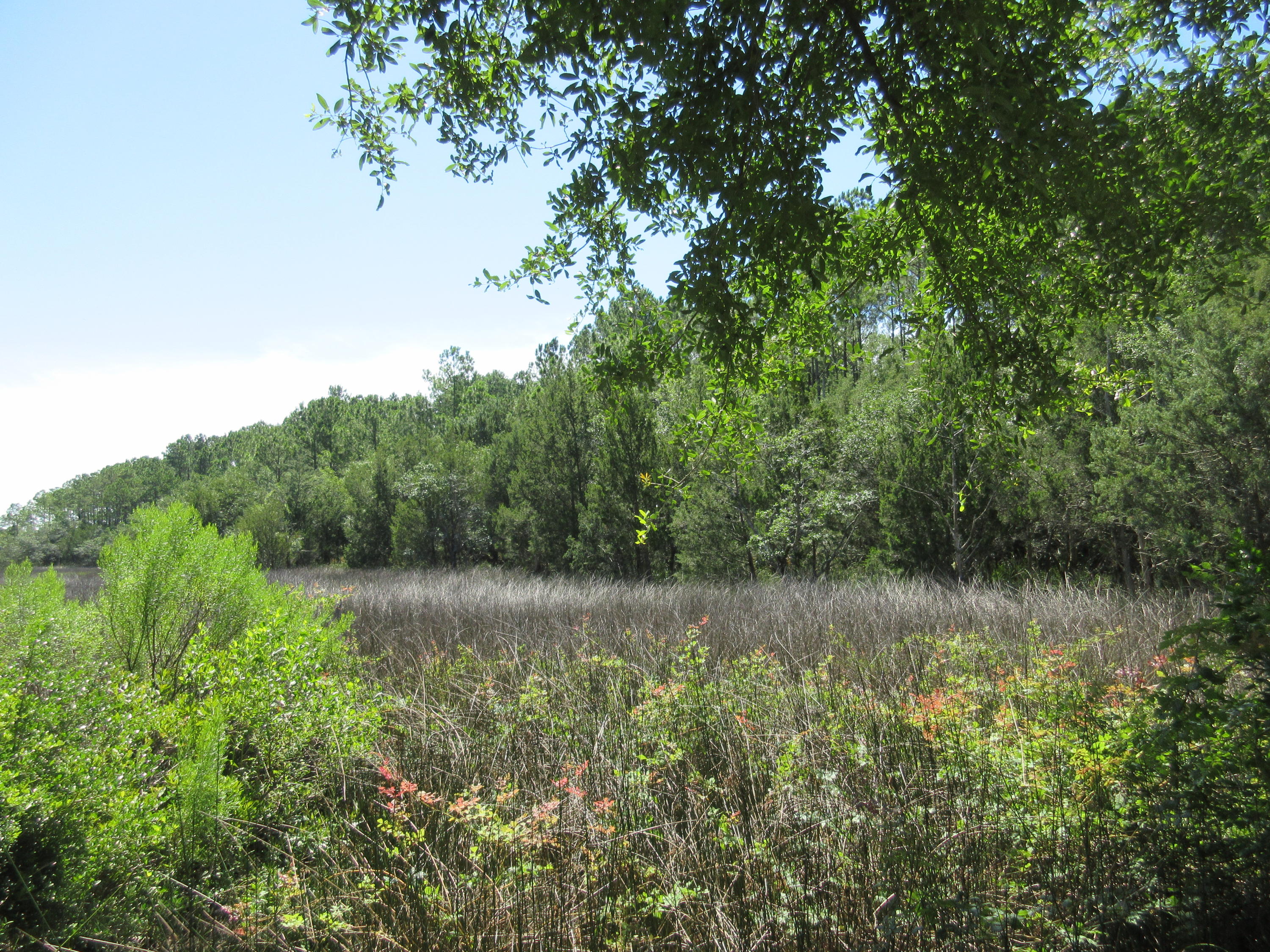 10011 South Carolina Road McClellanville, SC 29458 - Photo 26 of 45 IMG_1027