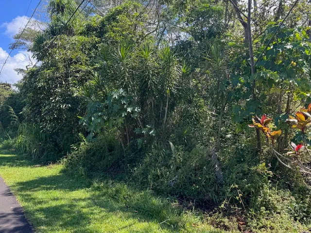 a view of a yard with a tree