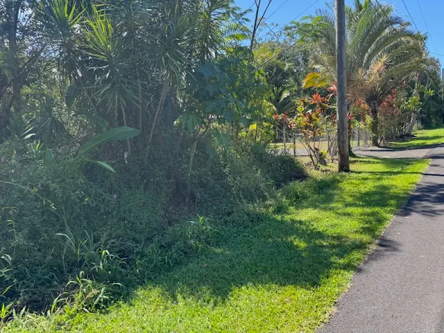 a view of a garden with large trees