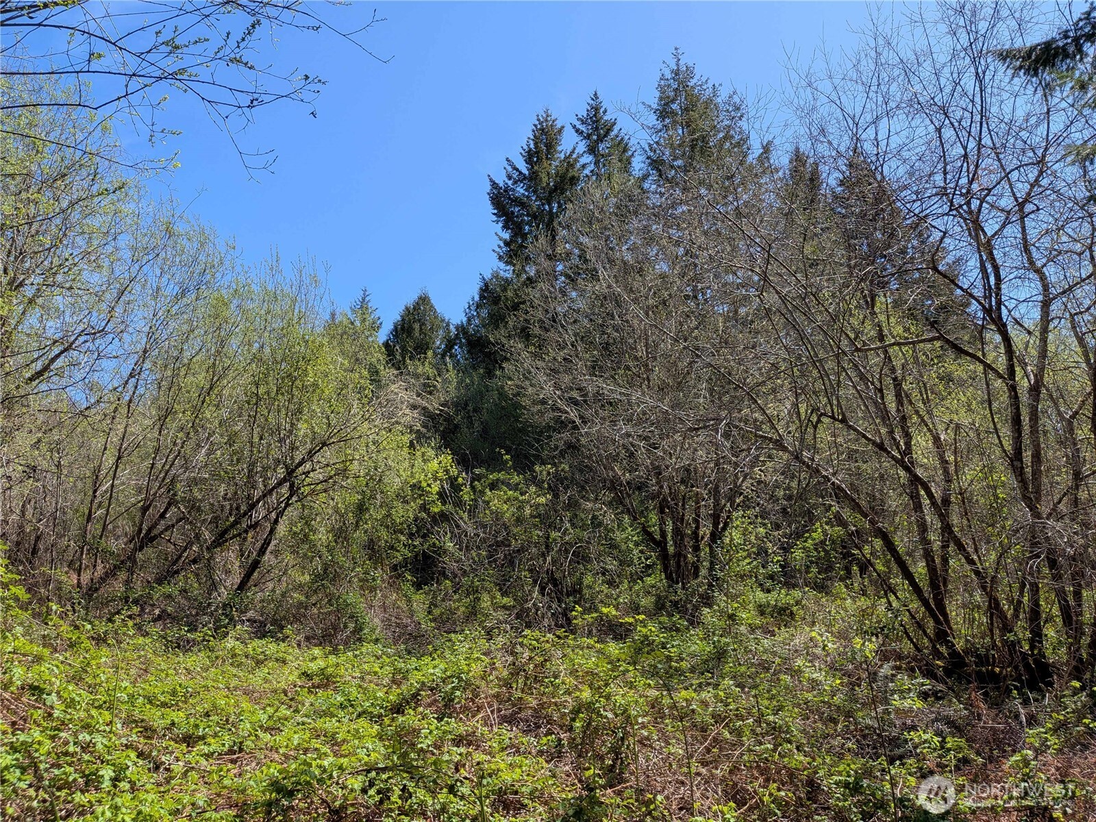 0 Cornwall Road Northwest Lakebay, WA 98349 - Photo 5 of 14 a view of a yard with a tree